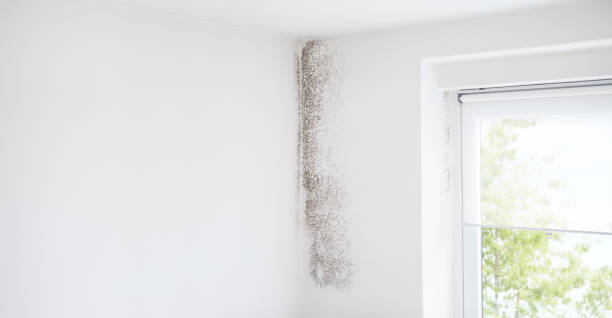 Best Emergency Mold Remediation  in Highland Lakes, NJ