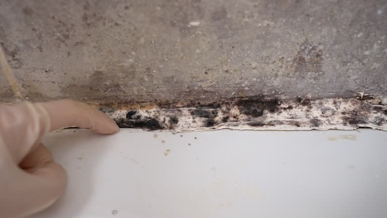 Best Attic Mold Removal  in Highland Lakes, NJ